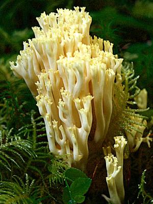 u36/cvcc/medium/34475750.YellowCoralFungicopy.jpg