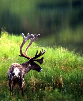 Caribou II