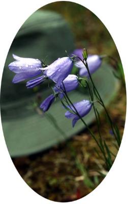 Harebells