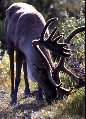 Caribou in velvet