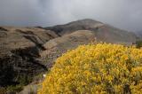 Rabbitt Brush  Snowstorm above Owens Valley