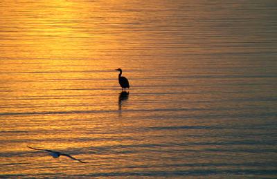 Last Light