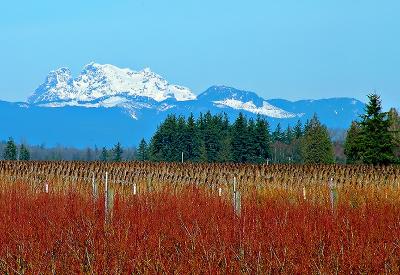 Blueberry Rasberry Mountians