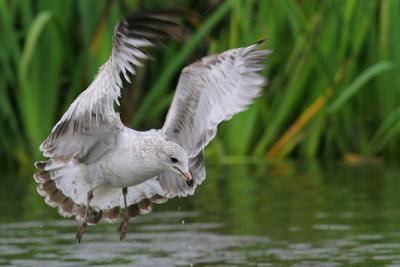 Ring-billed Gull