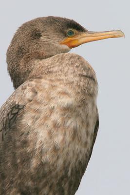 Neotropic Cormorant