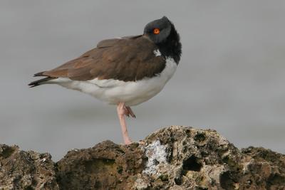 American Oystercatcher