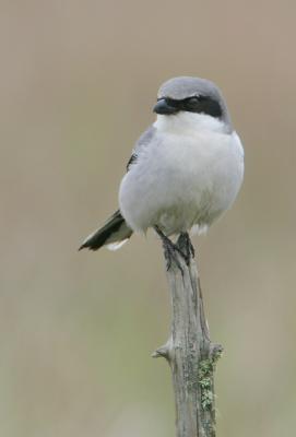 Loggerhead shrike