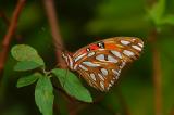 Gulf Fritillary