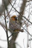 Streak-backed Oriole