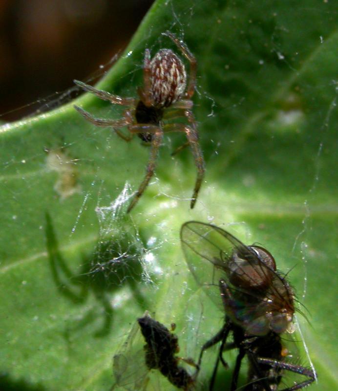 spiderprey01.jpg