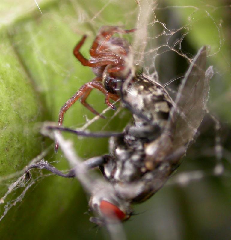 spiderprey08.jpg