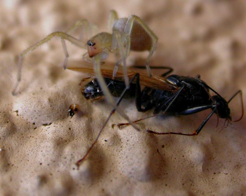 spiderprey14.jpg