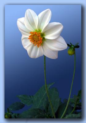 White Dahlia 1 on Blue FCB