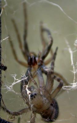 moltingspider3862.jpg