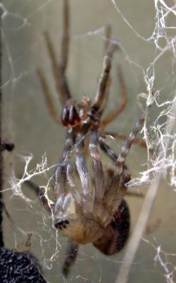 moltingspider3866.jpg
