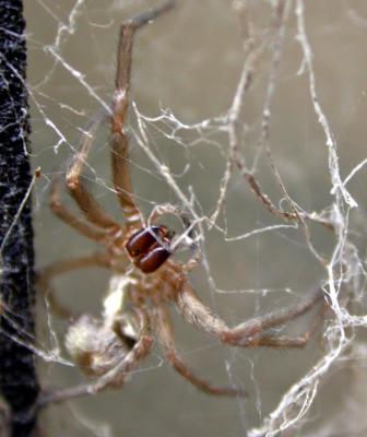 spidermolt3932.jpg