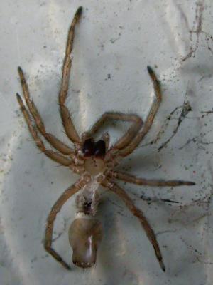 spiderskin3877.jpg