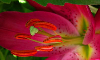 Asian Lily 3