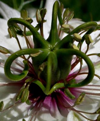u36/darwinian/medium/24529159.nigelw1561.jpg