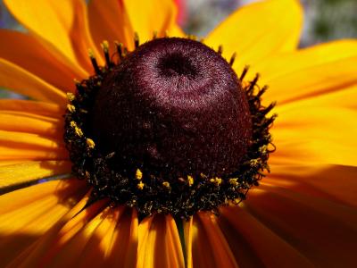 Black-eyed Susan