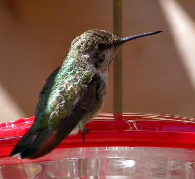 On the Feeder 1