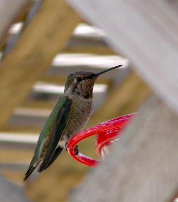 On the Feeder 4
