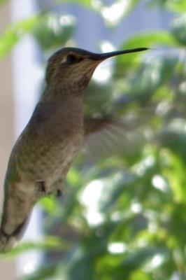 Heading for the Feeder