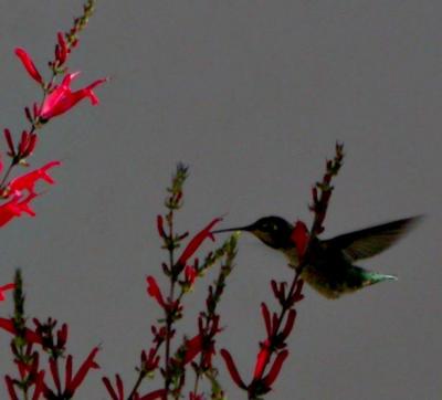 Feeding on Pineapple Sage 4