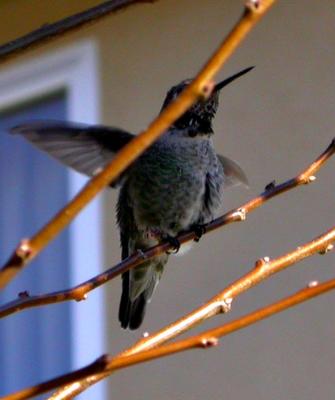 Hummingbirds