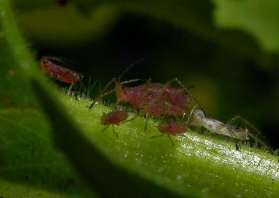 aphid06.JPG