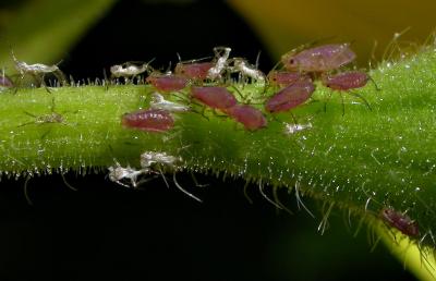 aphid08.JPG