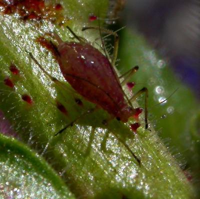 aphid13.JPG