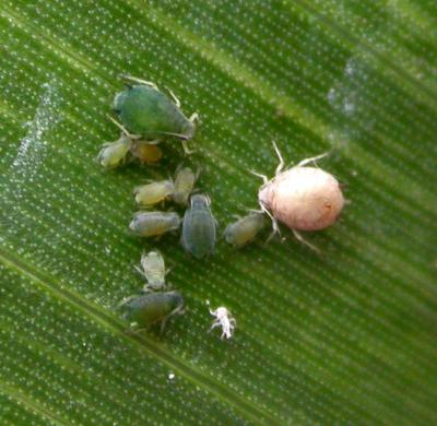 aphids4873.jpg