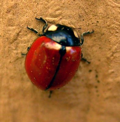 ladybug1124.jpg