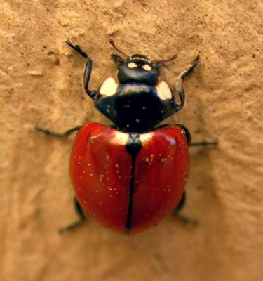 ladybug1125.jpg