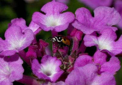 ladybug1774.jpg