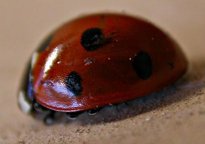 ladybug3999.jpg