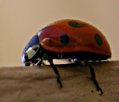 ladybug4523.jpg