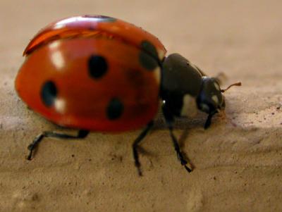 ladybug4548.jpg