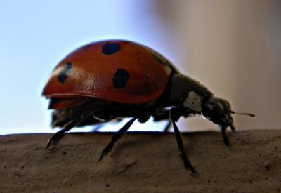 ladybug4552.jpg