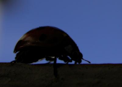 ladybug4554.jpg