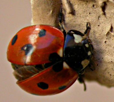 ladybug4577.jpg