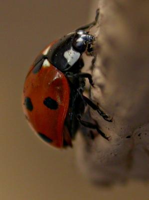 ladybug4606.jpg