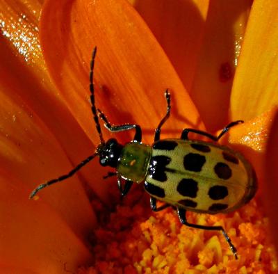 Spotted Cucumber Beetles
