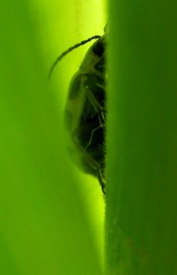 Spotted Cucumber Beetles