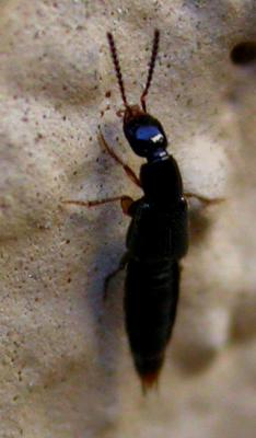 Rove Beetle 2 (Staphylininae?)