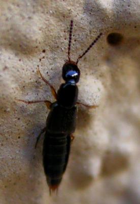 Rove Beetle 3 (Staphylininae?)