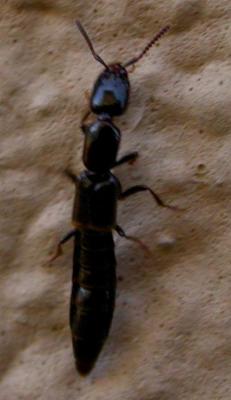Rove Beetle 1 (Paederinae?)