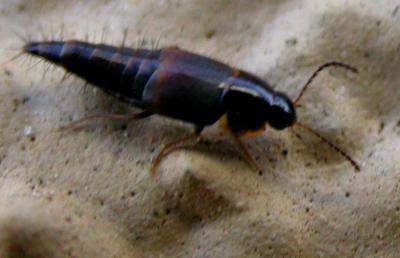 Rove Beetle 5 (Tachyporinae?)