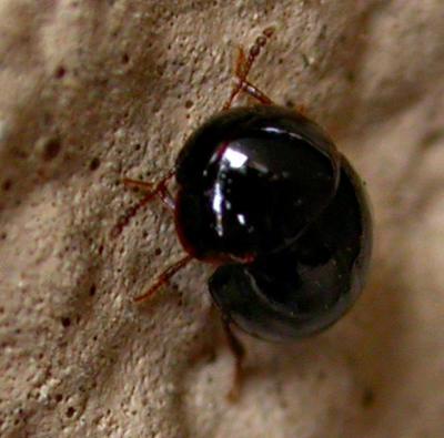 tinyroundbeetle3788.jpg